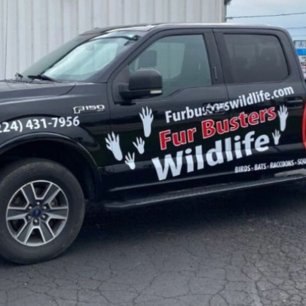 wildlife truck wrap